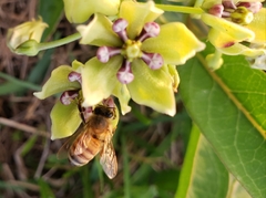 Apis mellifera