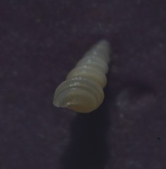 Turritellinella tricarinata