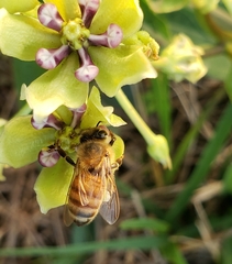 Apis mellifera
