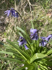 Hyacinthoides non-scripta