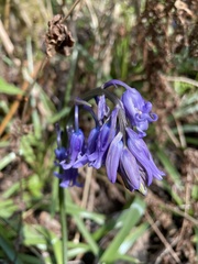 Hyacinthoides non-scripta