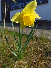 Narcissus
