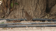Luscinia megarhynchos