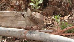 Luscinia megarhynchos
