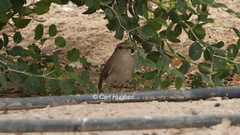 Luscinia megarhynchos