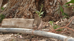 Luscinia megarhynchos