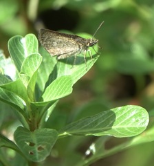 Aeromachus plumbeola