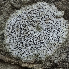 Rhizocarpon reductum