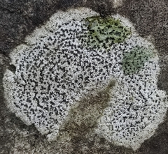 Rhizocarpon reductum