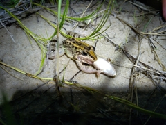 Leptodactylus macrosternum