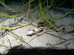 Leptodactylus macrosternum