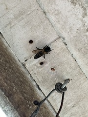 Apis dorsata breviligula