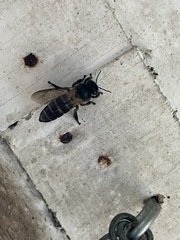 Apis dorsata breviligula