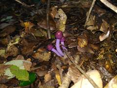 Cortinarius magellanicus