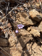 Saltugilia australis