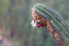 Coleocephalocereus fluminensis