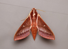 Theretra pallicosta