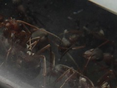 Formica