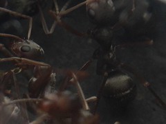 Formica