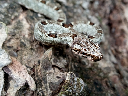 Photo of a Serra Snake (Tropidodryas serra)