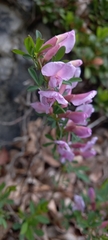 Chamaecytisus purpureus
