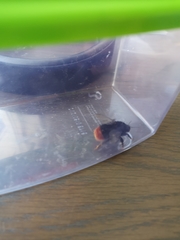 Bombus lapidarius