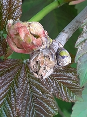 Aceria vermicularis