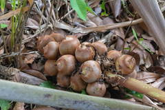 Attalea humilis