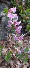 Chamaecytisus purpureus