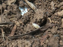 Porcellionidae