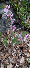 Chamaecytisus purpureus