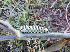 Papilio machaon