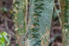 Amphilophium bauhinioides