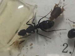 Myrmecophilidae