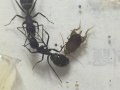 Myrmecophilidae