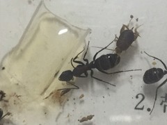 Myrmecophilidae
