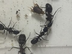 Myrmecophilidae