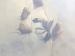 Myrmecophilidae
