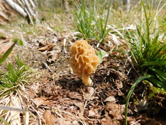 Morchella esculenta