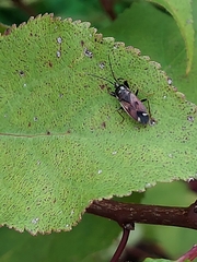Eremocoris fenestratus