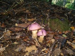 Cortinarius lebre