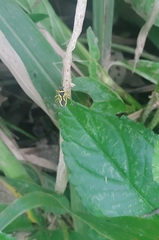 Acinocoris