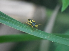 Acinocoris