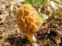 Morchella esculenta