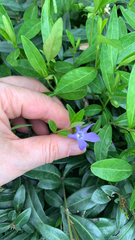 Vinca minor
