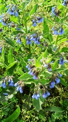 Symphytum caucasicum