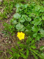 Ficaria verna