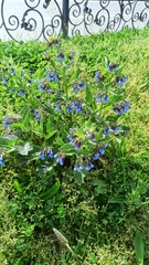 Symphytum caucasicum