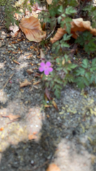 Geranium robertianum