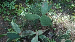 Opuntia anahuacensis